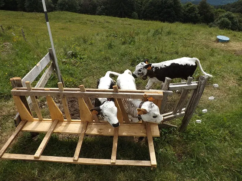 ferme vaches