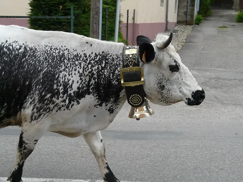 vache