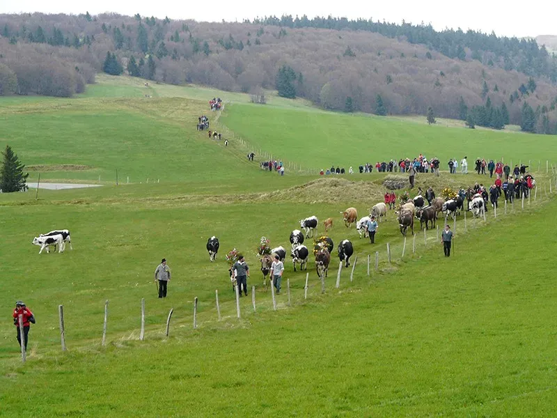 marche verdure