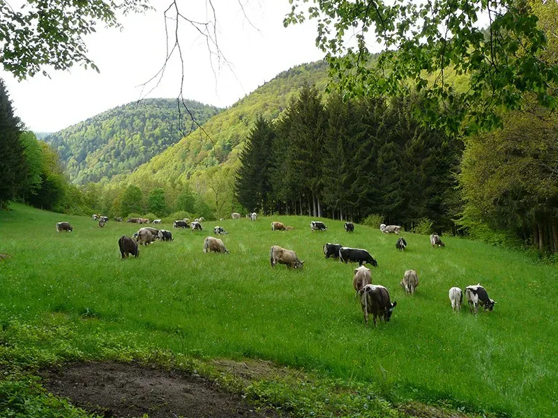 marche nature