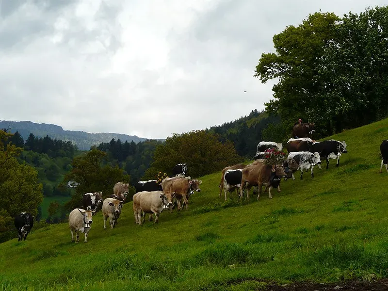marche vaches