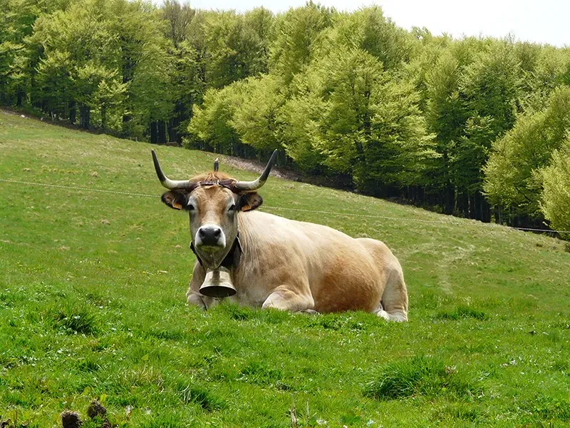 vache verdure